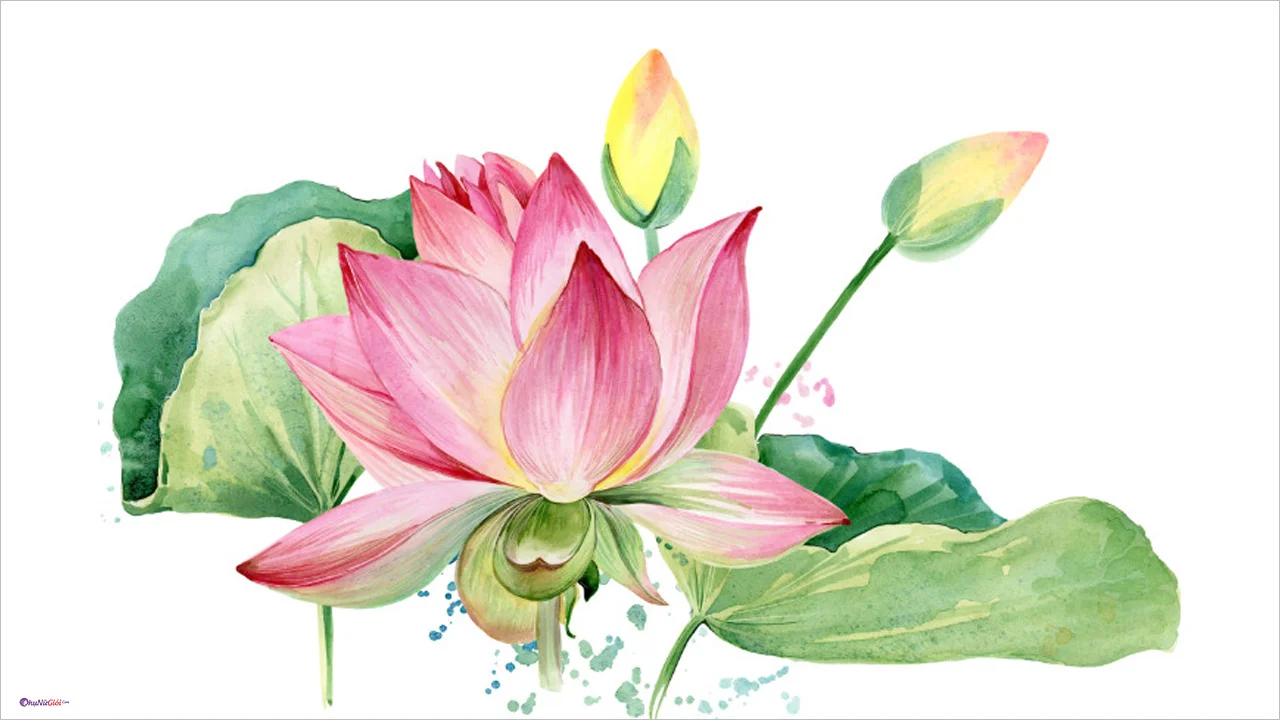 hoa sen vẽ — ảnh 9