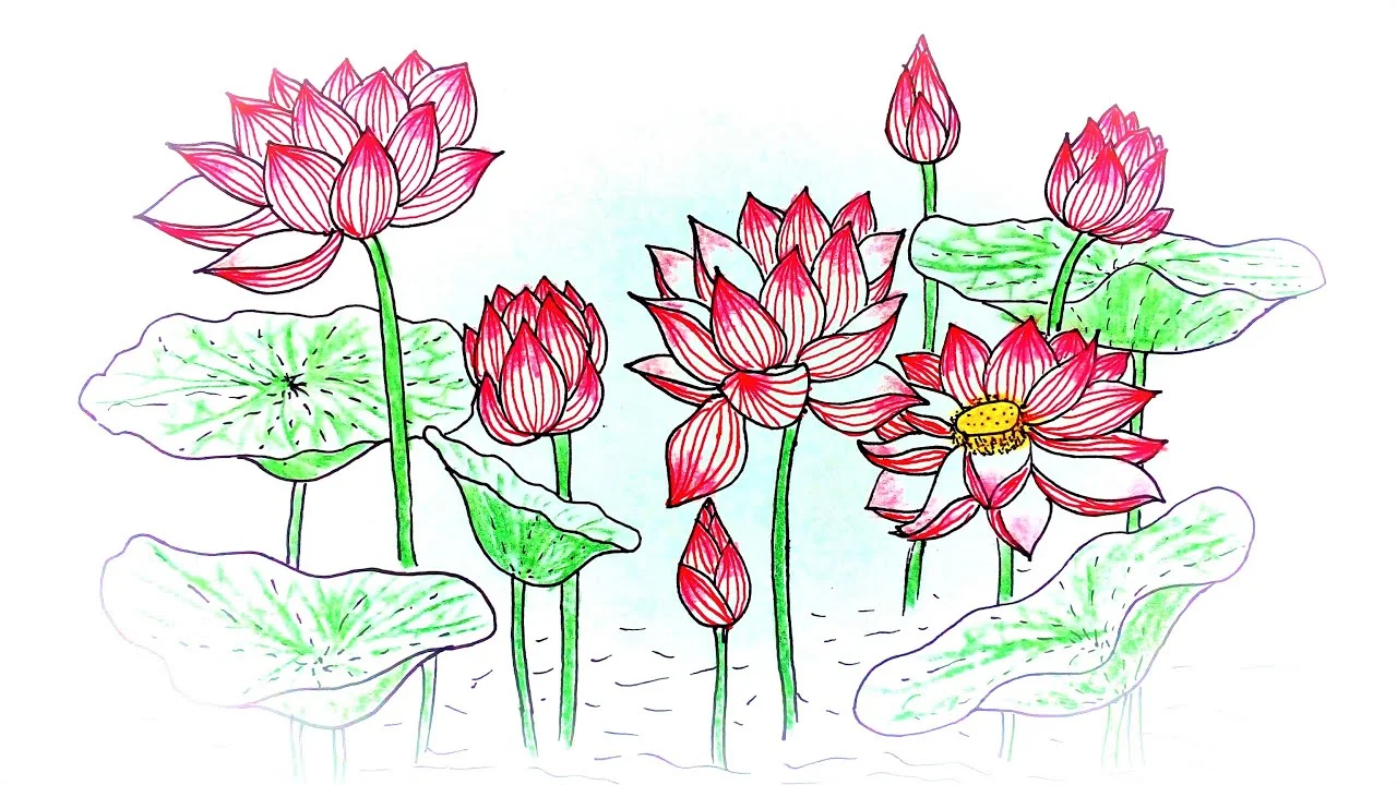 Cách vẽ hoa sen đơn giản, đẹp, chi tiết từng bước dễ hiểu, dễ vẽ nhất