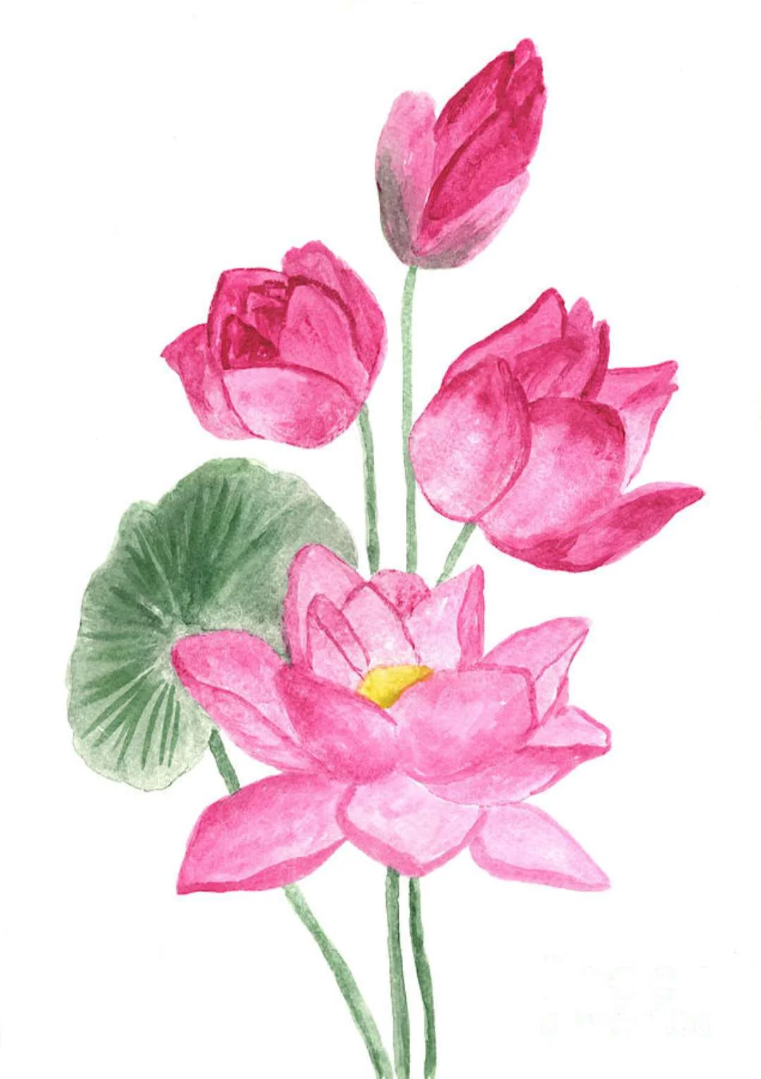 Bộ ảnh hoa sen vẽ, tấm 16