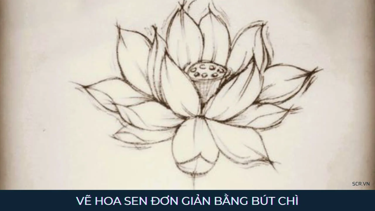 Mẫu hoa sen vẽ thứ 15