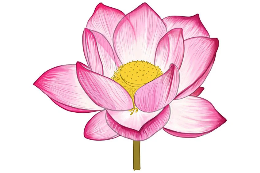 hoa sen vẽ, mẫu 11