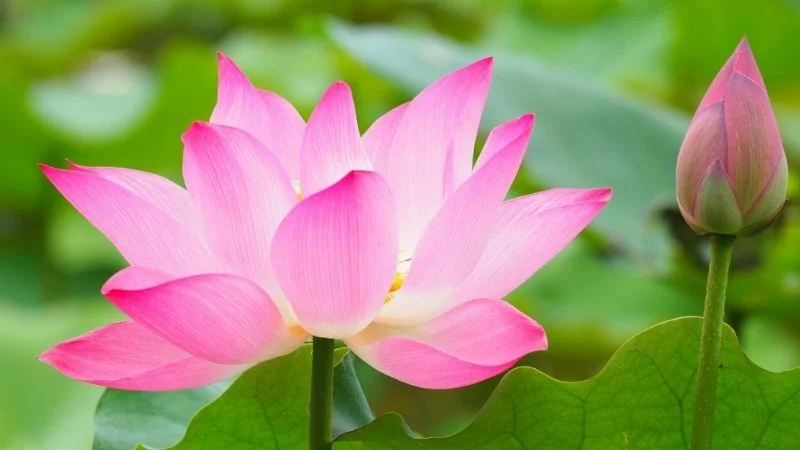 Hình nền màu hồng theo chủ đề thiên nhiên - hình 8