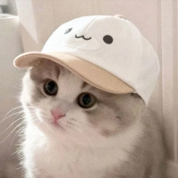 avatar cute mèo: gợi ý số 54