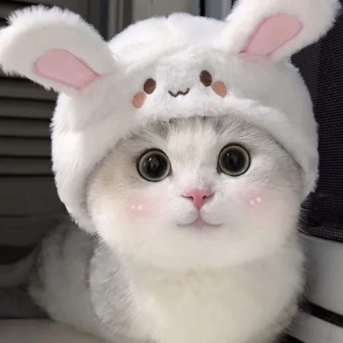 99+ Ảnh Mèo Cute Mới Nhất | Tải Ảnh Làm Avatar Miễn Phí