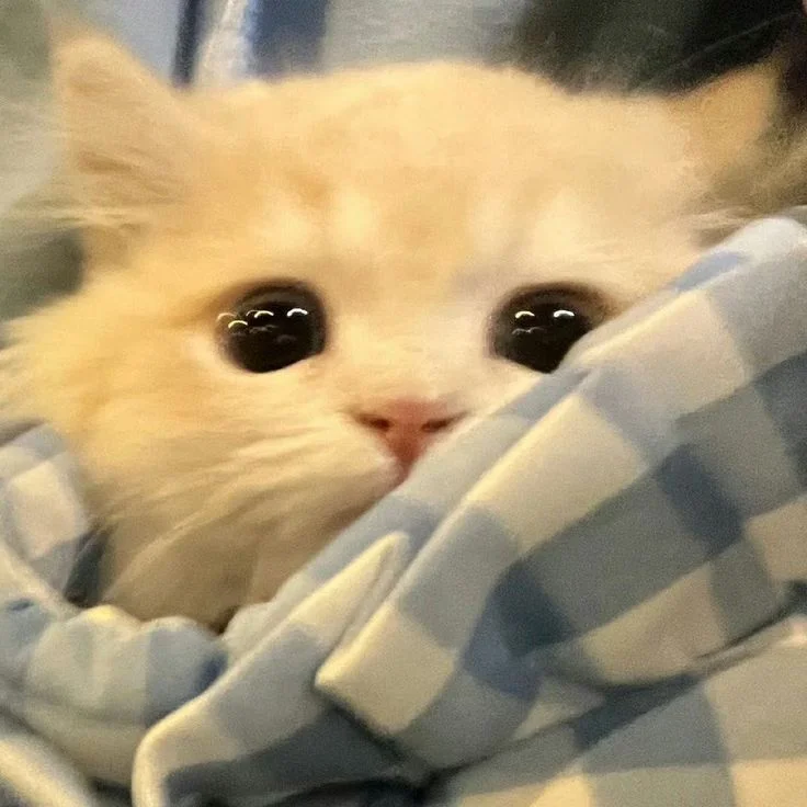 avatar cute mèo — ảnh 65