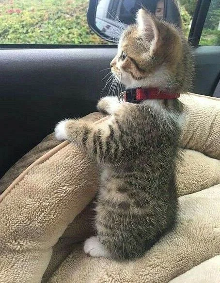 Tổng hợp +100 Ảnh avatar mèo cute đẹp dành cho giới yêu mèo