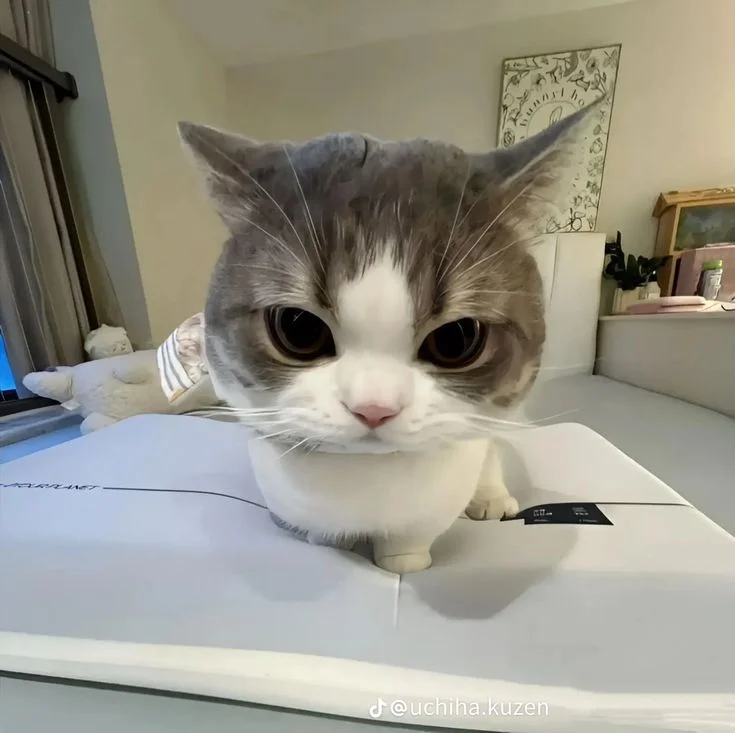 avatar cute mèo: gợi ý số 62