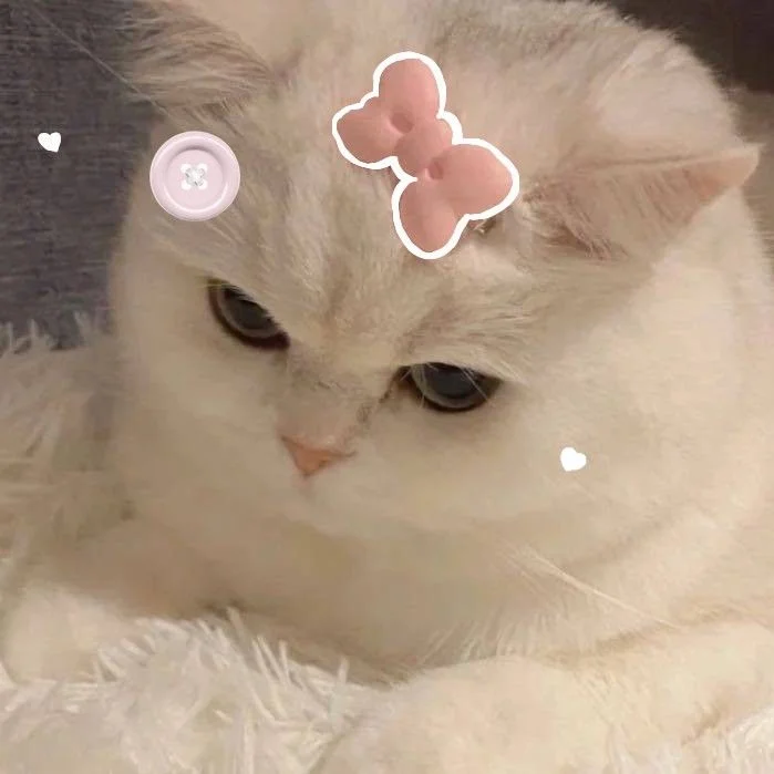 avatar cute mèo, mẫu 59