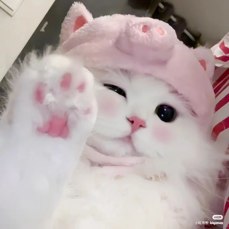 avatar cute mèo — ảnh 57