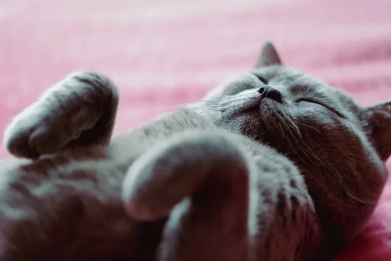 Avatar ảnh mèo cute, đáng yêu (4)