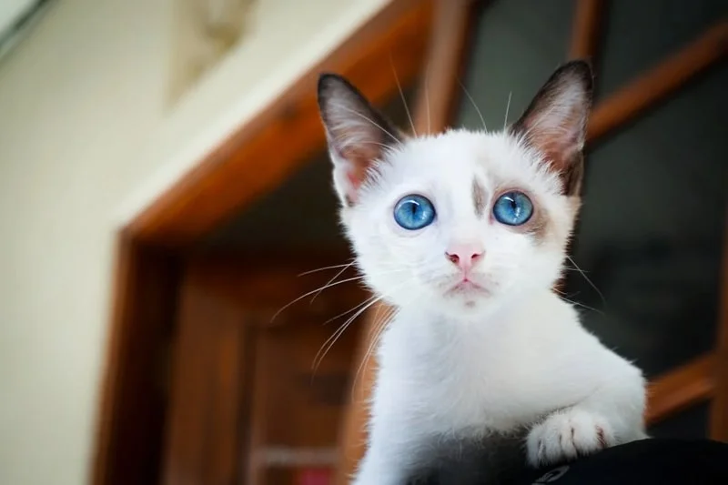 Avatar ảnh mèo cute, đáng yêu (8)