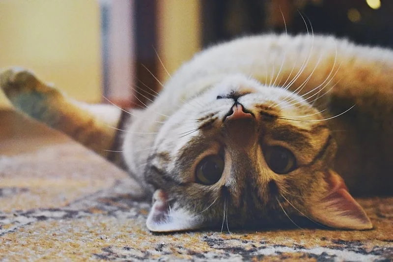 Avatar ảnh mèo cute, đáng yêu (3)