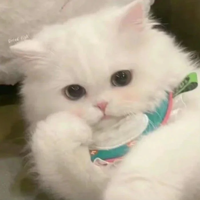 Ảnh 58 minh hoạ avatar cute mèo