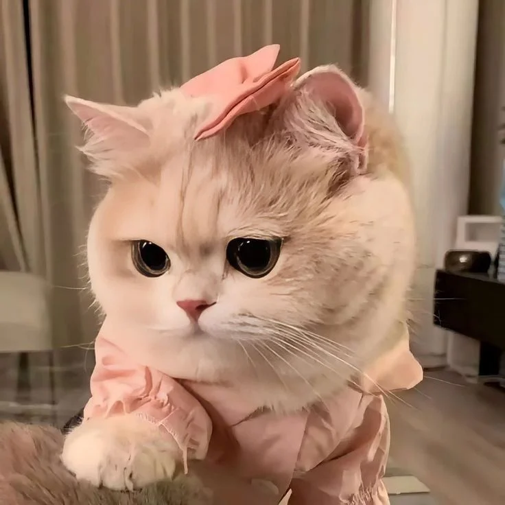 avatar cute mèo, mẫu 67