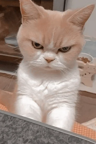 ảnh mèo, meme mèo hài hước (4)