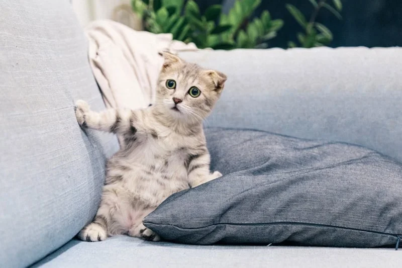 Avatar ảnh mèo cute, đáng yêu (2)