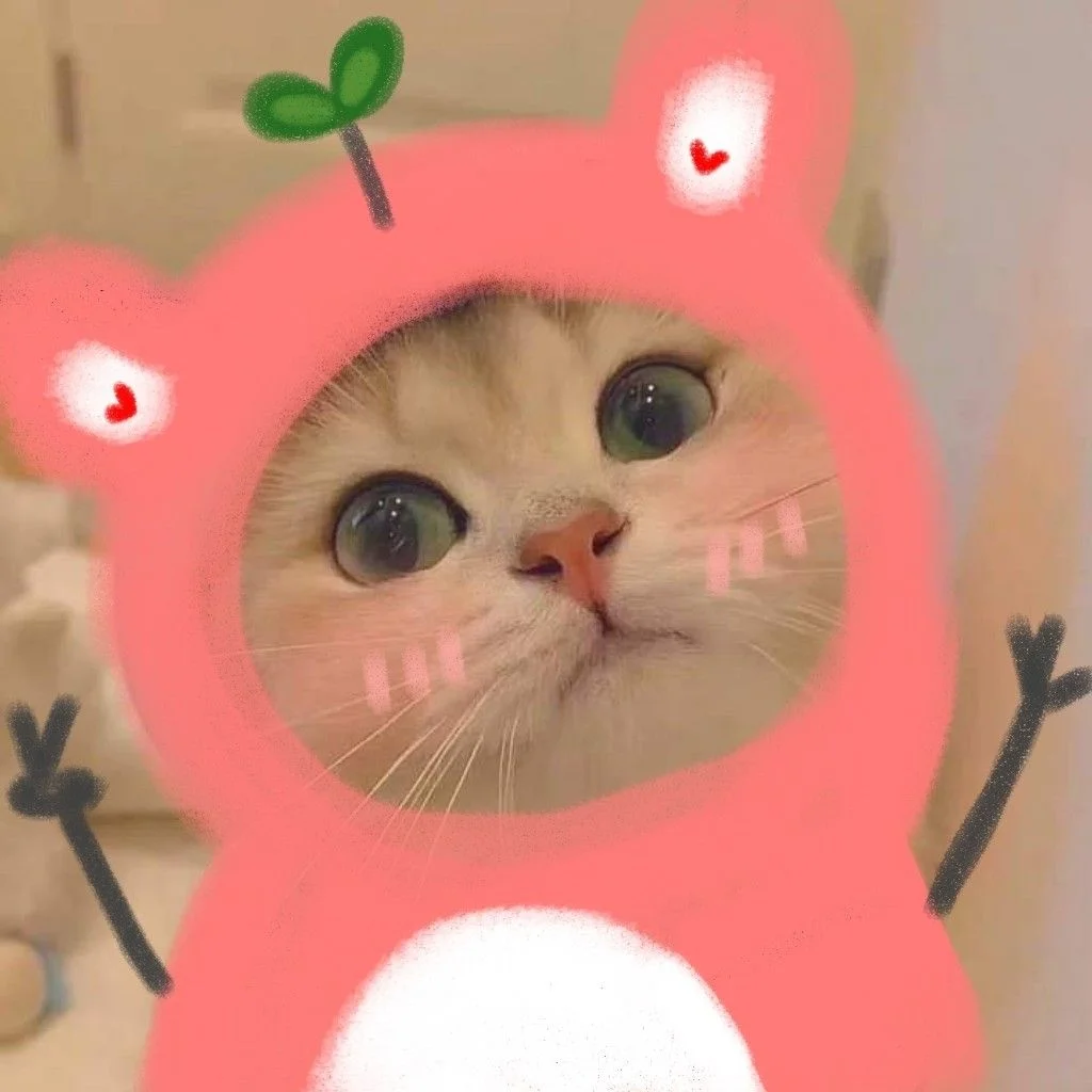 Bộ ảnh avatar cute mèo, tấm 64