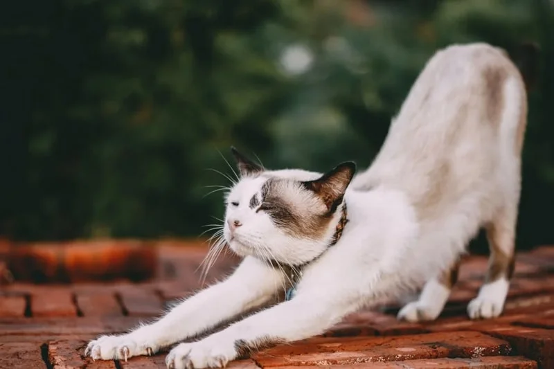 Avatar ảnh mèo cute, đáng yêu (7)