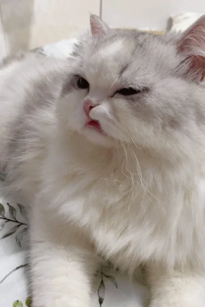 ảnh mèo, meme mèo hài hước (5)