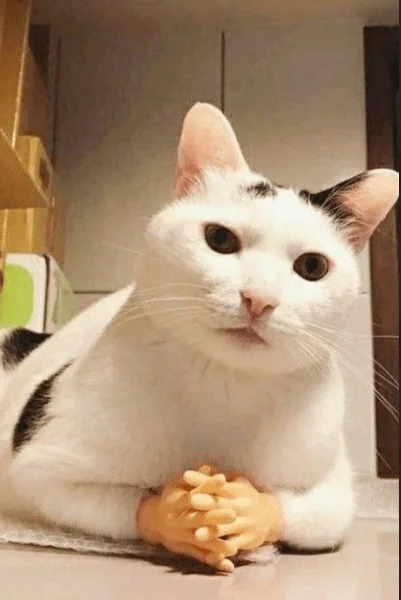 ảnh mèo, meme mèo hài hước (2)