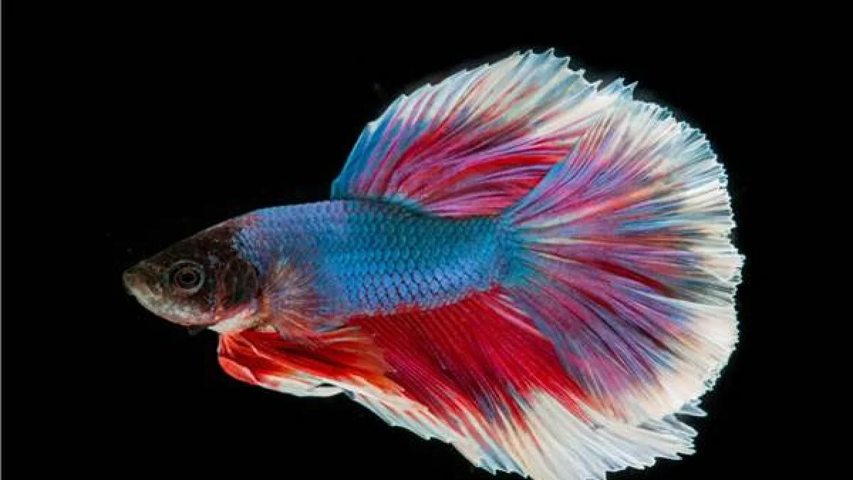 Ảnh avatar đẹp với cá betta nhiều màu sắc và bộ vây xòe rực rỡ trên nền đen