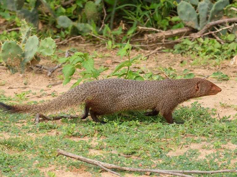 Cầy mangut đi qua bãi cỏ xanh