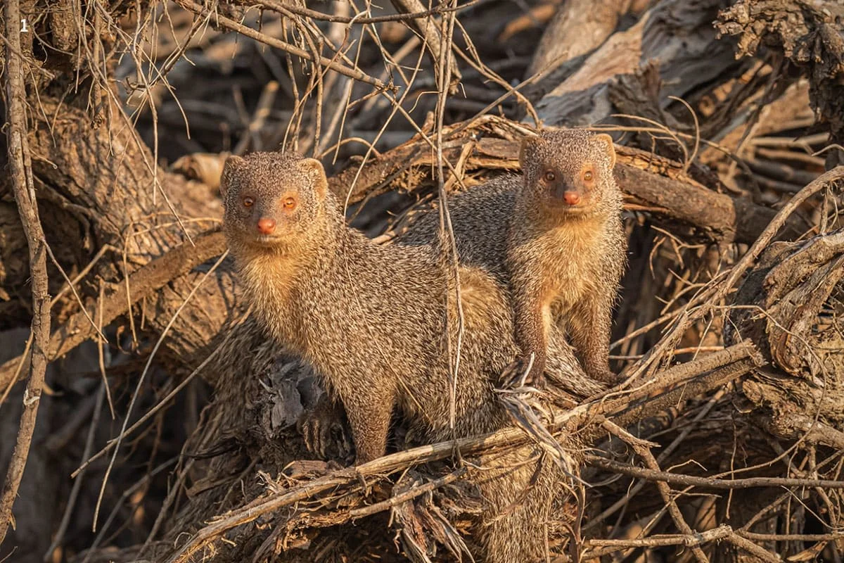 Hai chú cầy mangut đứng giữa cành cây khô