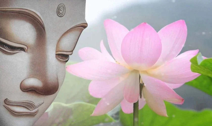 99+ hình nền hoa sen Phật giáo đẹp nhất